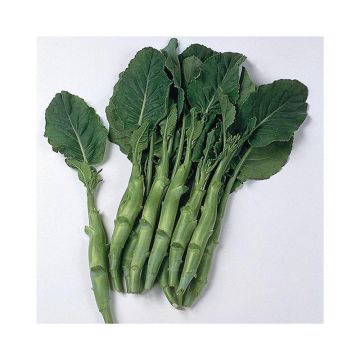 Kailaan NT (Brassica Alboglabra) - Ferme de Sainte Marthe