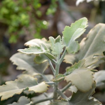Kalanchoe beharensis Silver Shadow - Elefantenohr-Kalanchoe