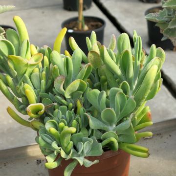 Kalanchoe oricula