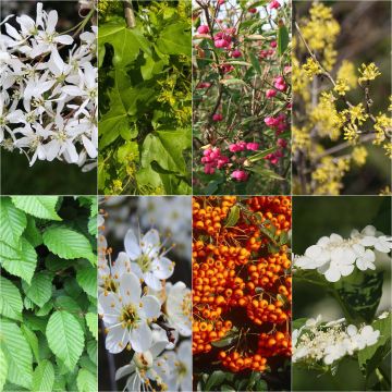 10 m Hecken-Set für große Gärten