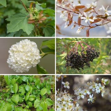 Preiswert-Strauch-Kollektion für Waldhecke