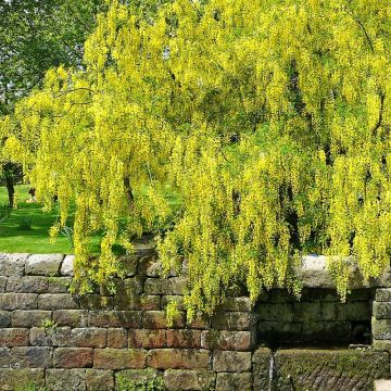 Laburnum alpinum Pendulum - Alpen-Goldregen