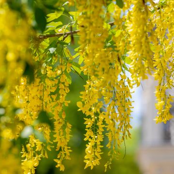 Laburnum anagyroides - Gewöhnlicher Goldregen