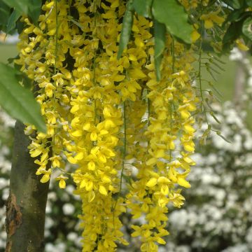 Laburnum watereri Vossii - Voss Goldregen