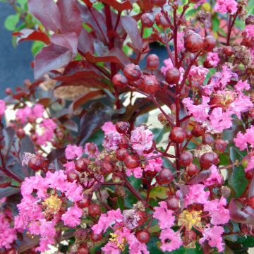 Lagerstroemia indica Rhapsody in PINK - Lilas des Indes