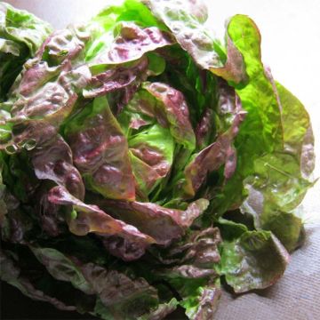 Bataviasalat Kamikaze