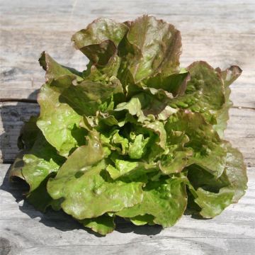 Kopfsalat Monte à Peine