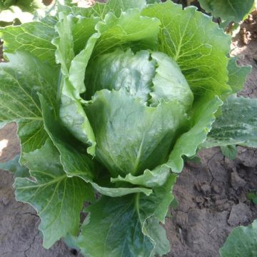 Kopfsalat Sweet Success