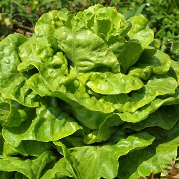 Kopfsalat Gotte Jaune