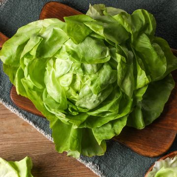 Laitue pommée du Bon Jardinier