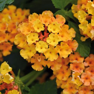 Lantana camara Bloomify Orange - Wandelröschen