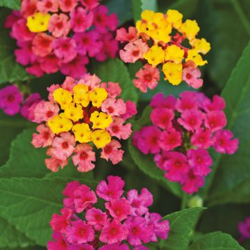 Lantana camara Bloomify Rose