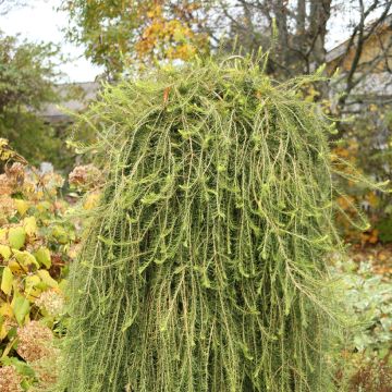Larix decidua Puli - Europäische Lärche