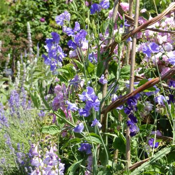 Duftwicke Capri (Samen) - Lathyrus odoratus