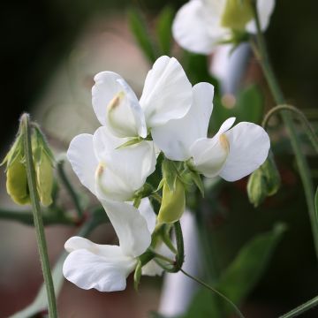 Duftwicke White Suprême (Samen) - Lathyrus odoratus