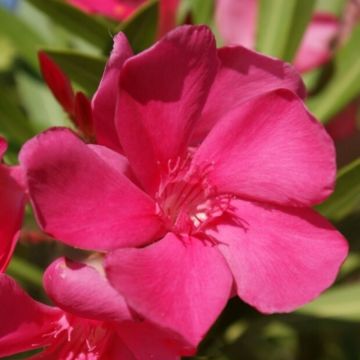 Oleander Framboise – Nerium oleander