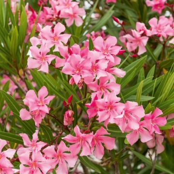 Oleander Margarita – Nerium oleander