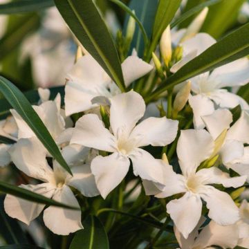 Oleander Petite White – Nerium oleander
