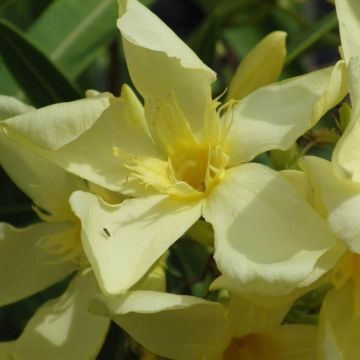 Oleander Souvenir des Iles Canaries – Nerium oleander