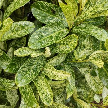 Kirschlorbeer Marbled White - Prunus laurocerasus