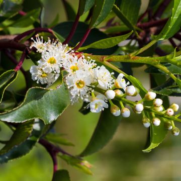 Laurier du Portugal - Prunus lusitanica Brenelia