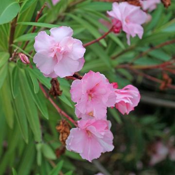 Laurier rose double Roseum Plenum - Nerium oleander