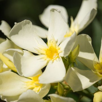 Oleander Isle of Capri – Nerium oleander