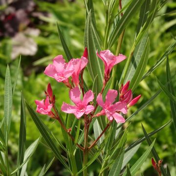 Oleander Maurin des Maures – Nerium oleander