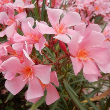 Oleander Tito Poggi – Nerium oleander