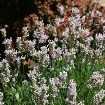 Lavandula angustifolia Rosea - Echter Lavendel