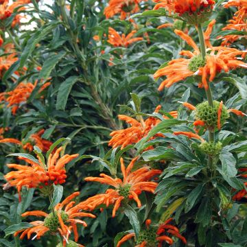 Leonotis leonurus - Afrikanisches Löwenohr
