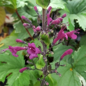 Lepechinia salviae - Falscher Salbei