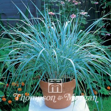 Leymus arenarius (Samen) - Strandroggen