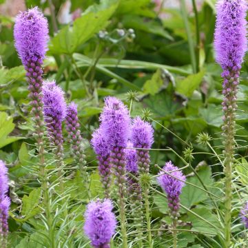 Ährige Prachtscharte (Samen) - Liatris spicata