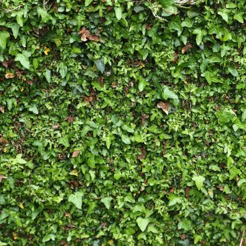 Efeu Spetchley  - Hedera helix 