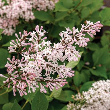 Koreanischer Flieder Violet Uprising - Syringa patula 