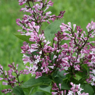 Syringa Baby Kim - Zwerg-Duftflieder