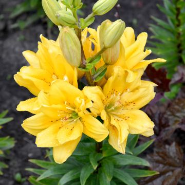Asiatische Lilie Fata Morgana - Lilium