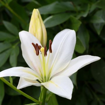 Asiatische Lilie Gwen - Lilium