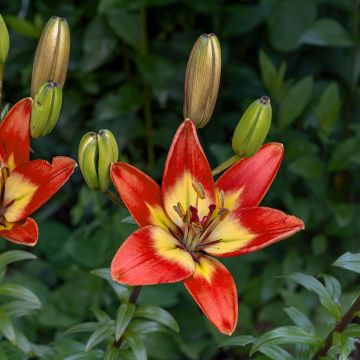 Asiatische Lilie Forever Linda - Lilium