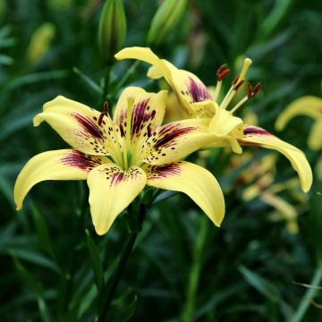 Asiatische Lilie Pieton - Lilium