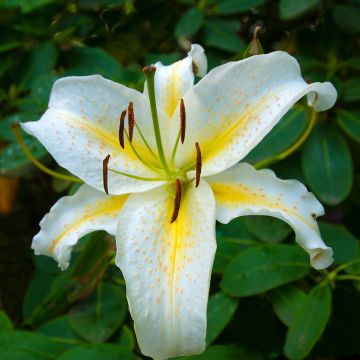 Orientalische Lilie Baferrari - Lilium