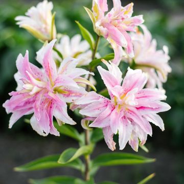 Orientalische Lilie Magic Star - Lilium