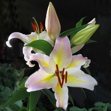 Orientalische Lilie Hocus Pocus - Lilium