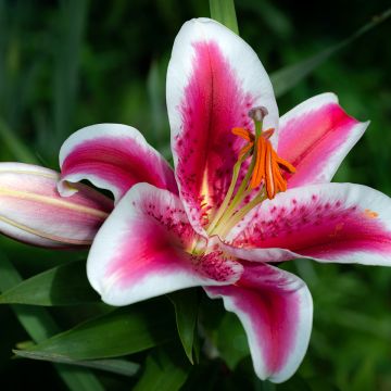 Orientalische Lilie Gaucho - Lilium