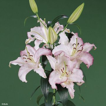 Orientalische Lilie Brasilia - Lilium