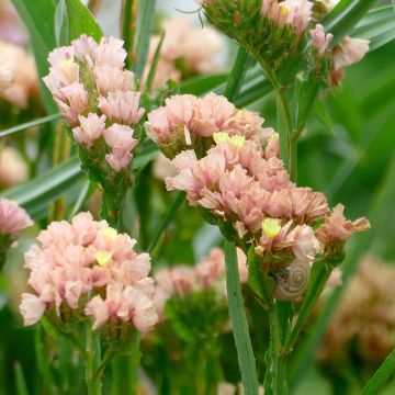 Graines de Statice QIS Apricot - Limonium sinuatum