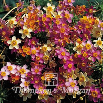 Linanthus androsaceus French Hybrids (Samen)