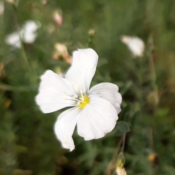 Stauden-Lein Diamant - Linum perenne