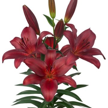 Hybrid Lilie Bataleon - Lilium